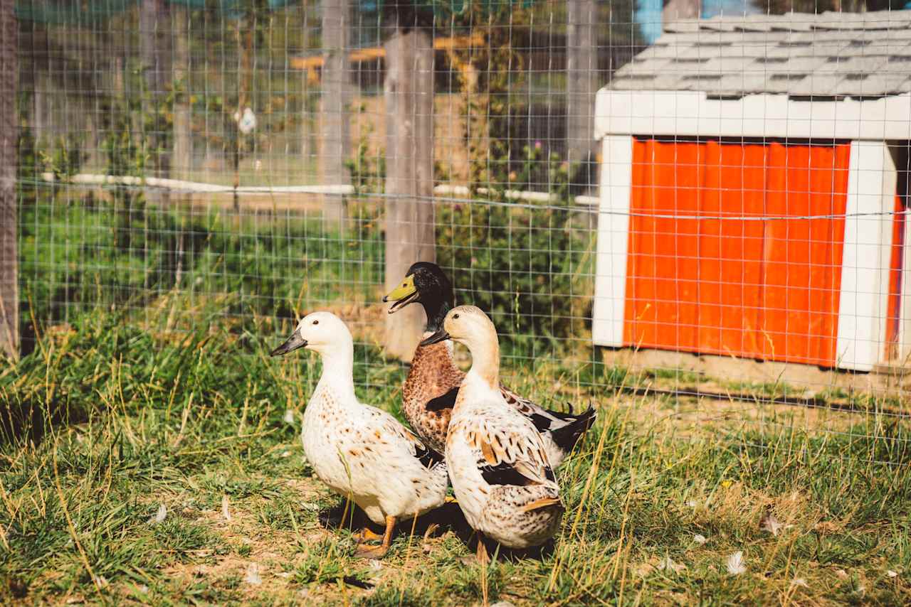 Friendly ducks.