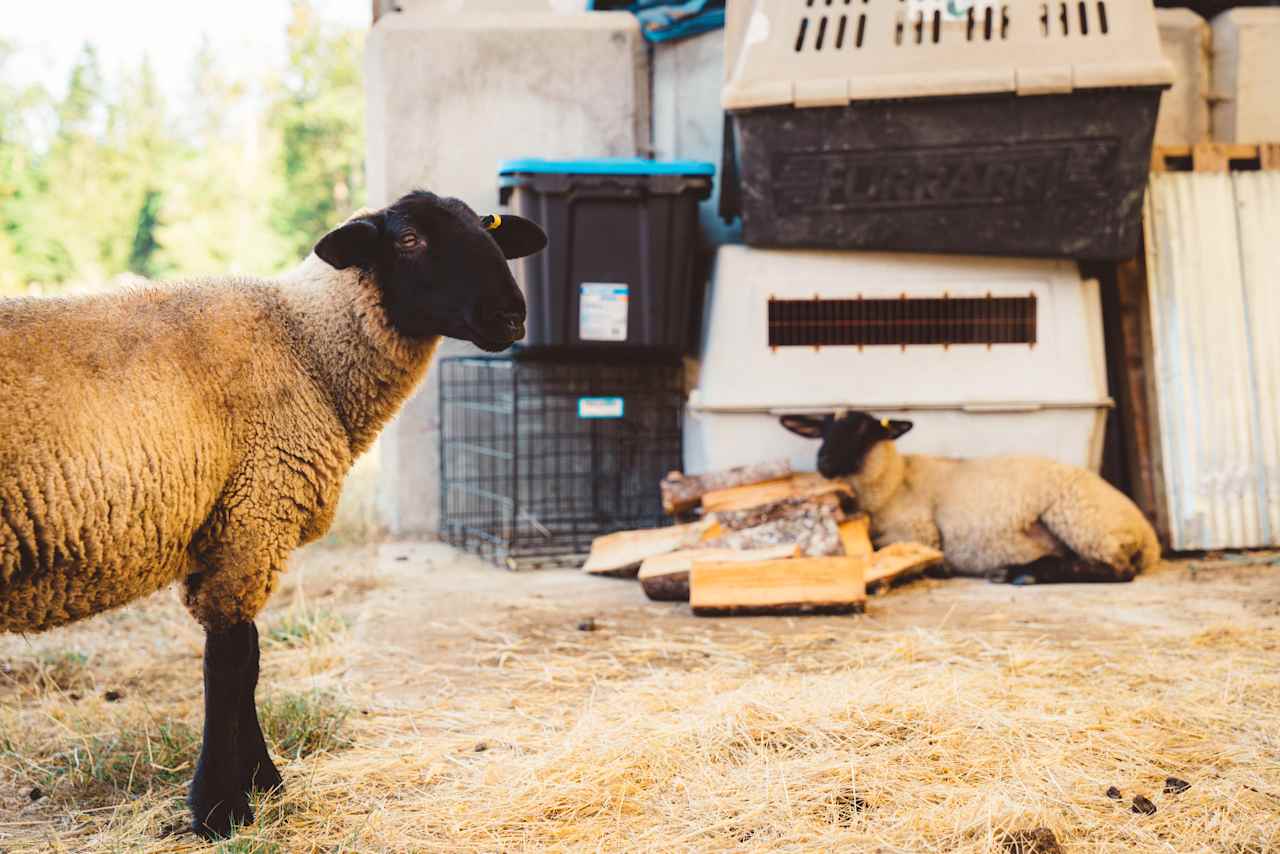 Very sociable sheep. 