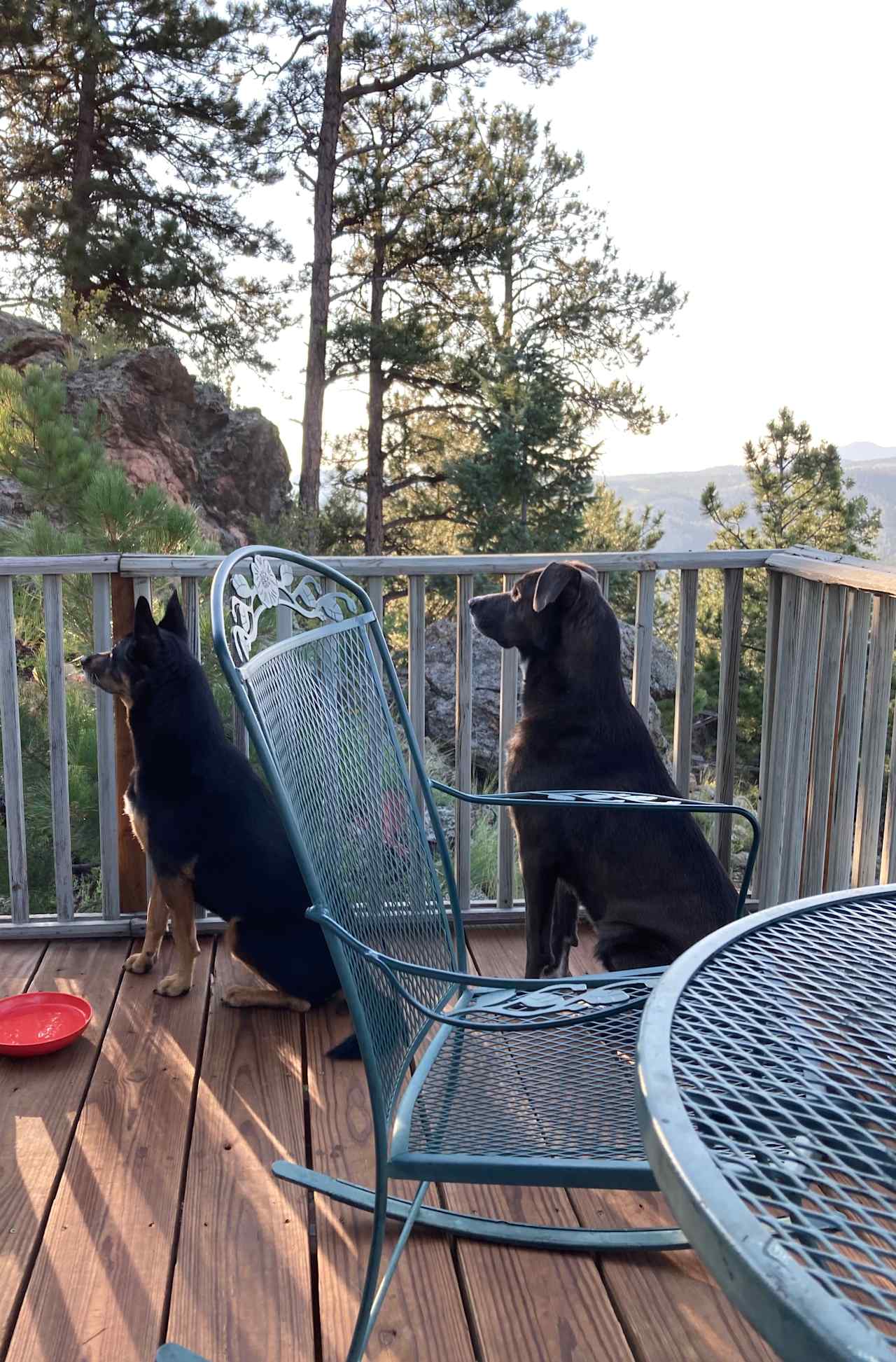 Constant vigilance on the chipmunk scene…