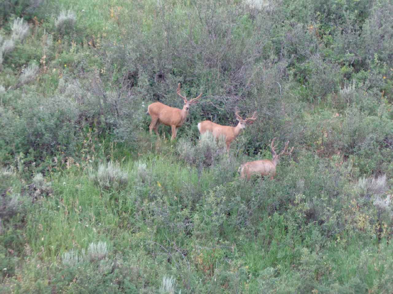 Grey Bear Ranch and Lodge