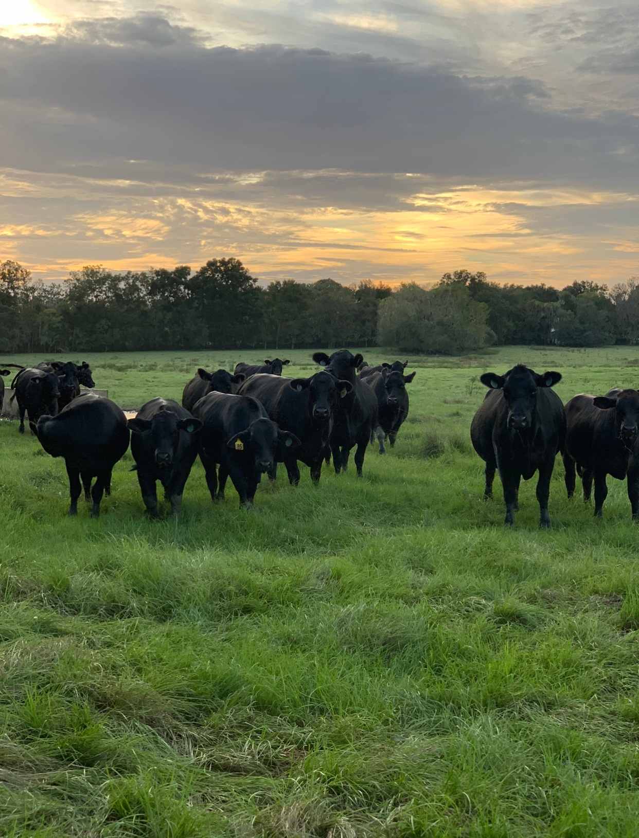 Angus Cattle in the field.