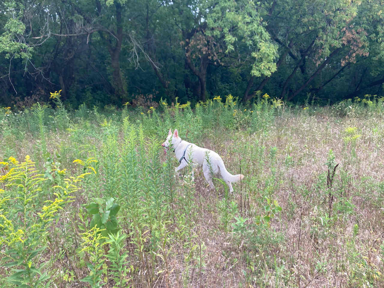 The dog love exploring the land