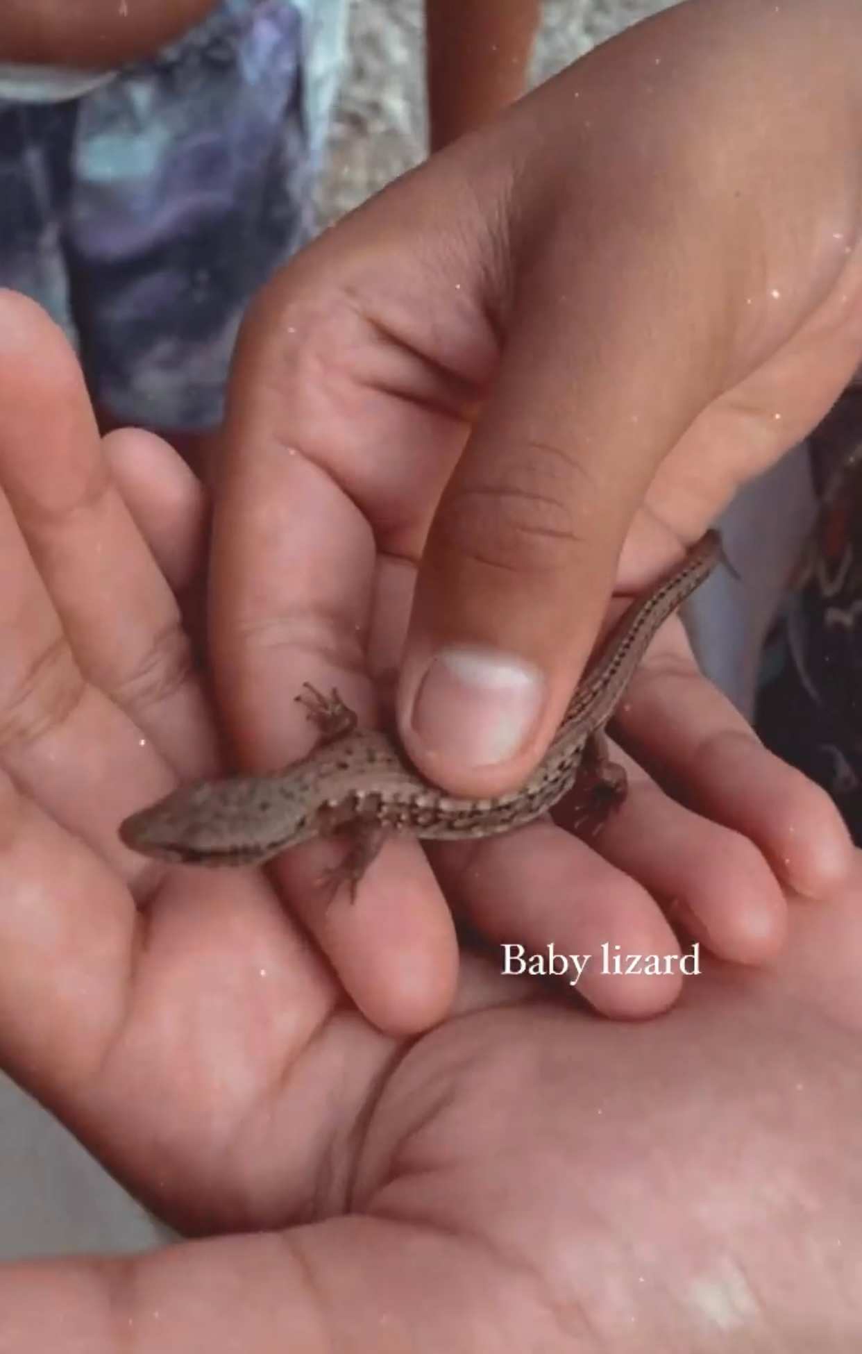 The kids found a baby lizard 