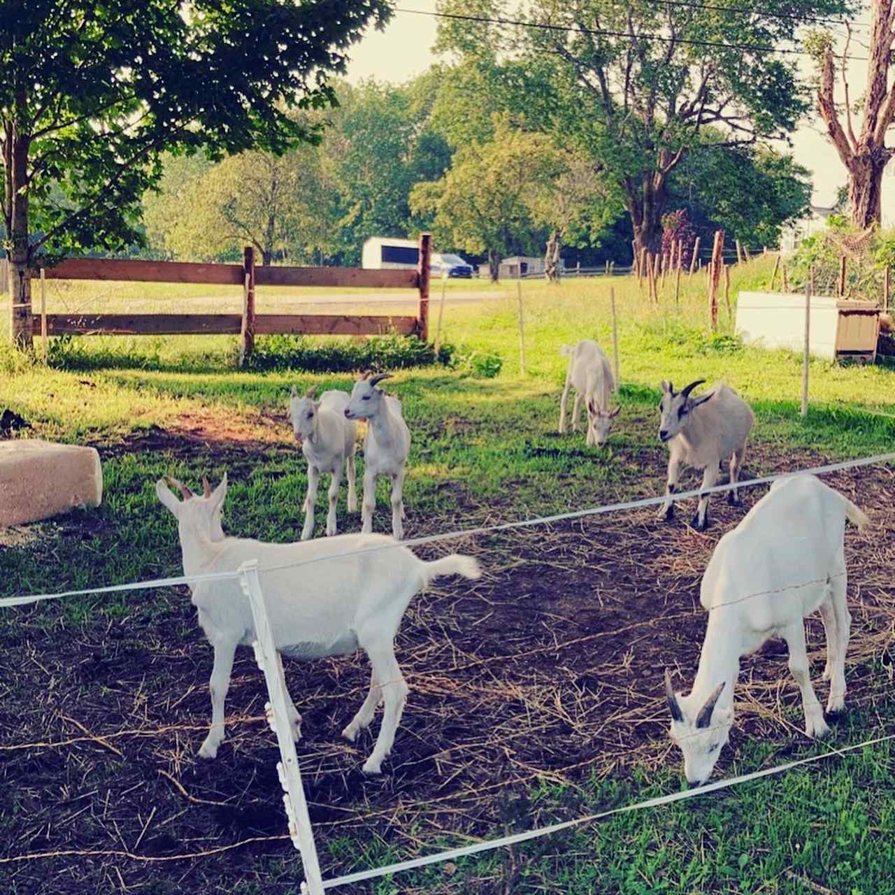 6 friendly goat friends to spend time with!