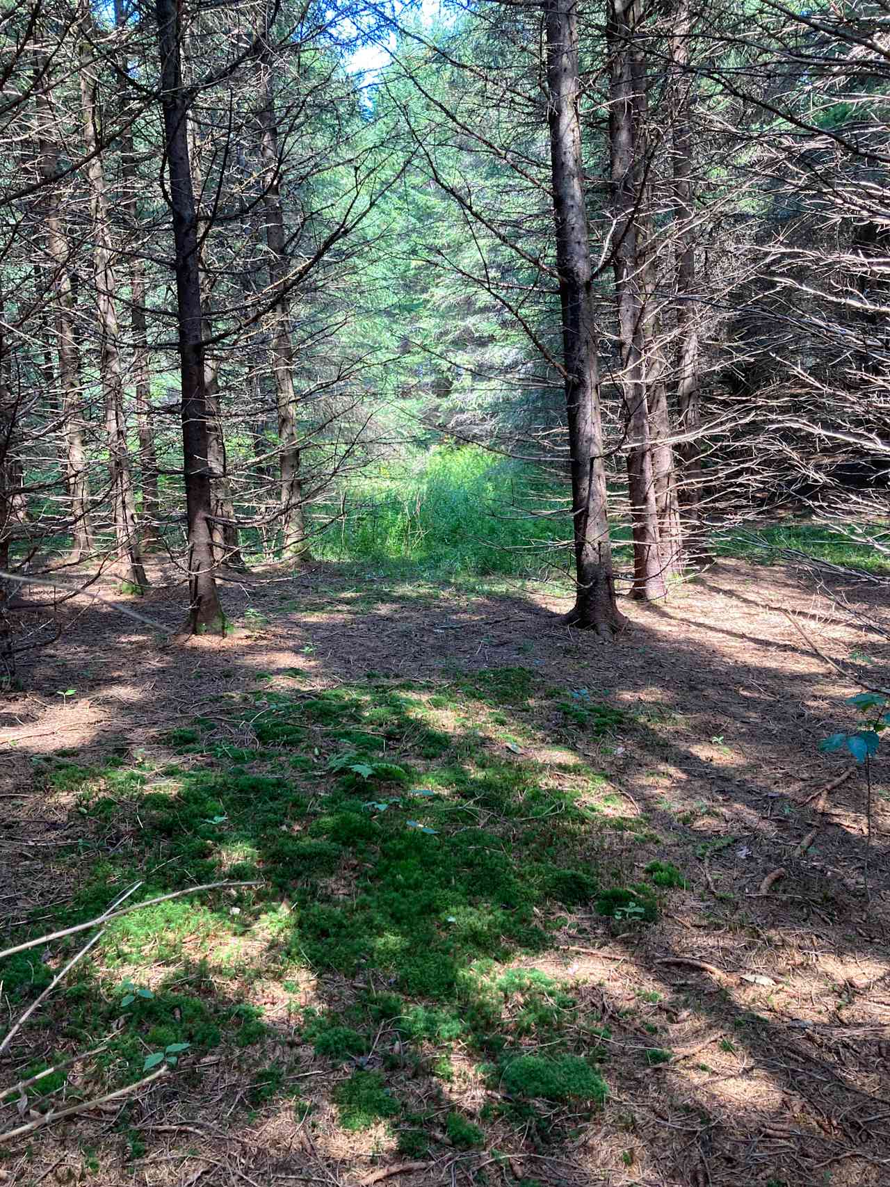 One of our secluded tent camp site nestled between spruce trees.