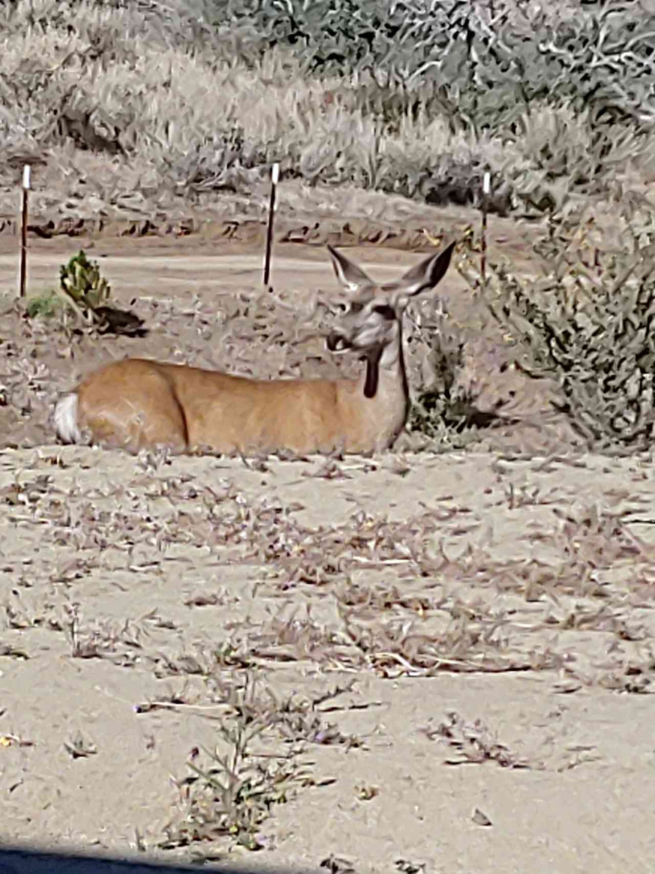 Vianey's Campgrounds