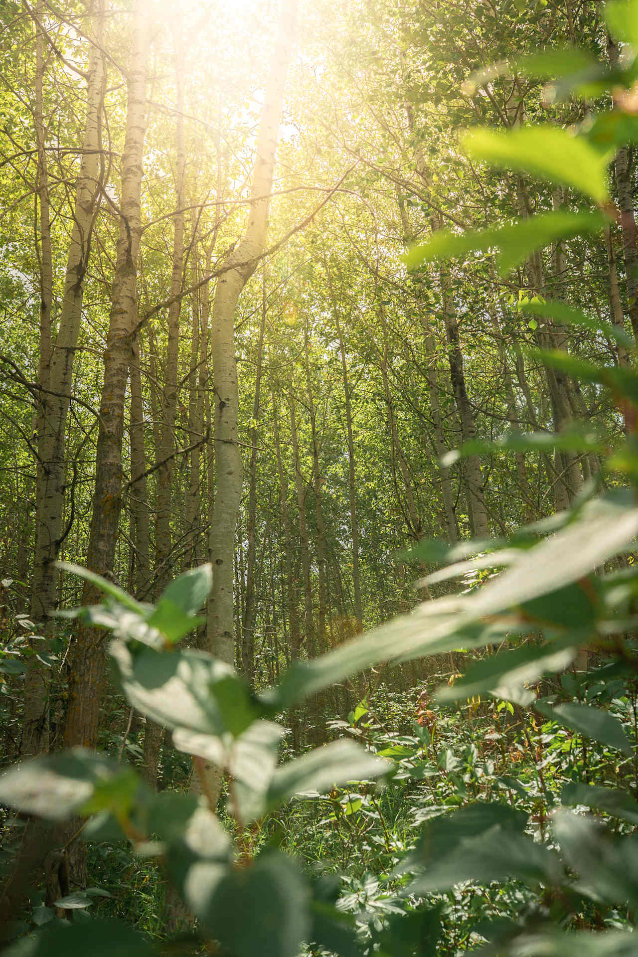 Some nice forested areas