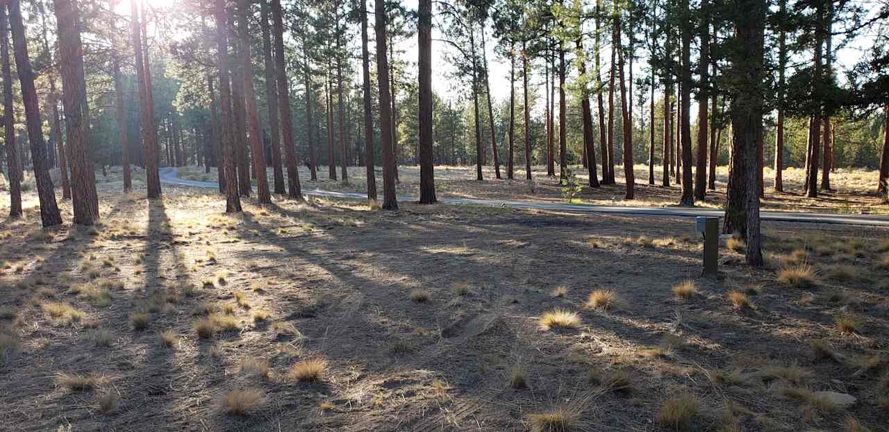 Trout Pines Camping