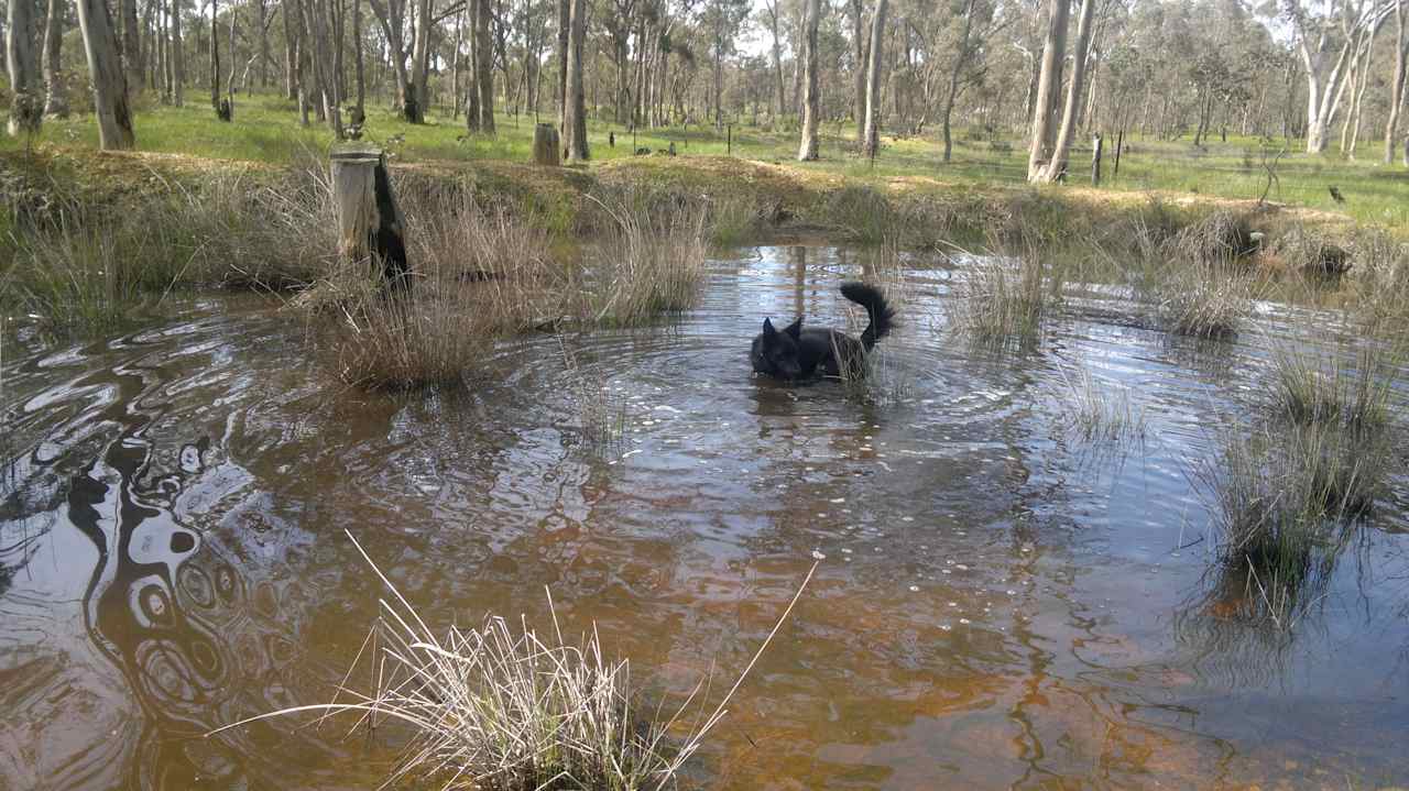 swimming - for dogs