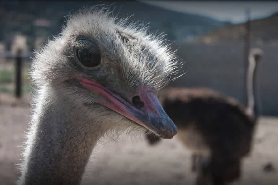 We are an operating ostrich ranch. 