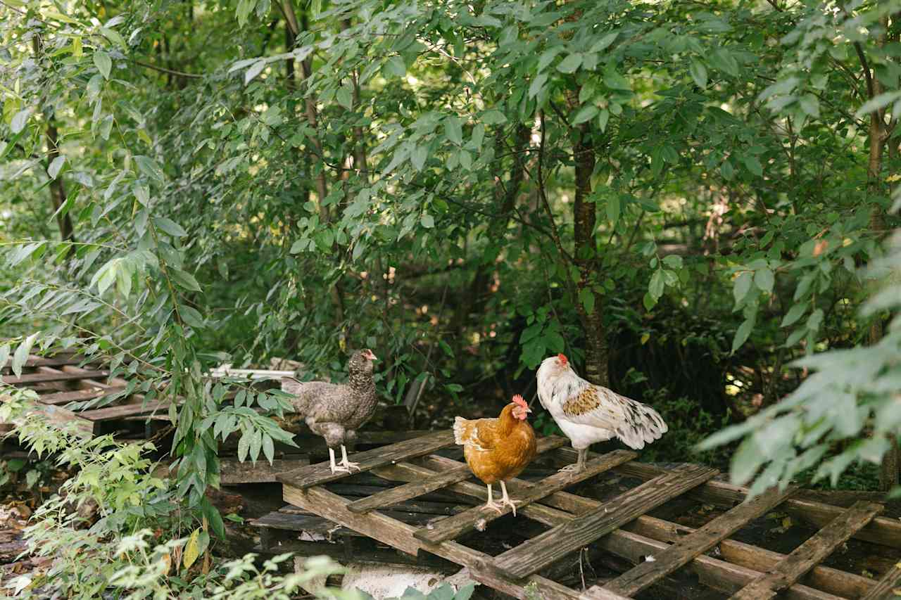 Other beautiful creatures meandering on Erica's side of the property.