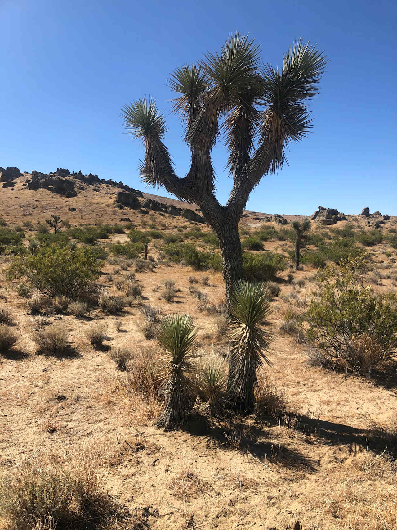 Horse Ranch Camp Desert Paradise