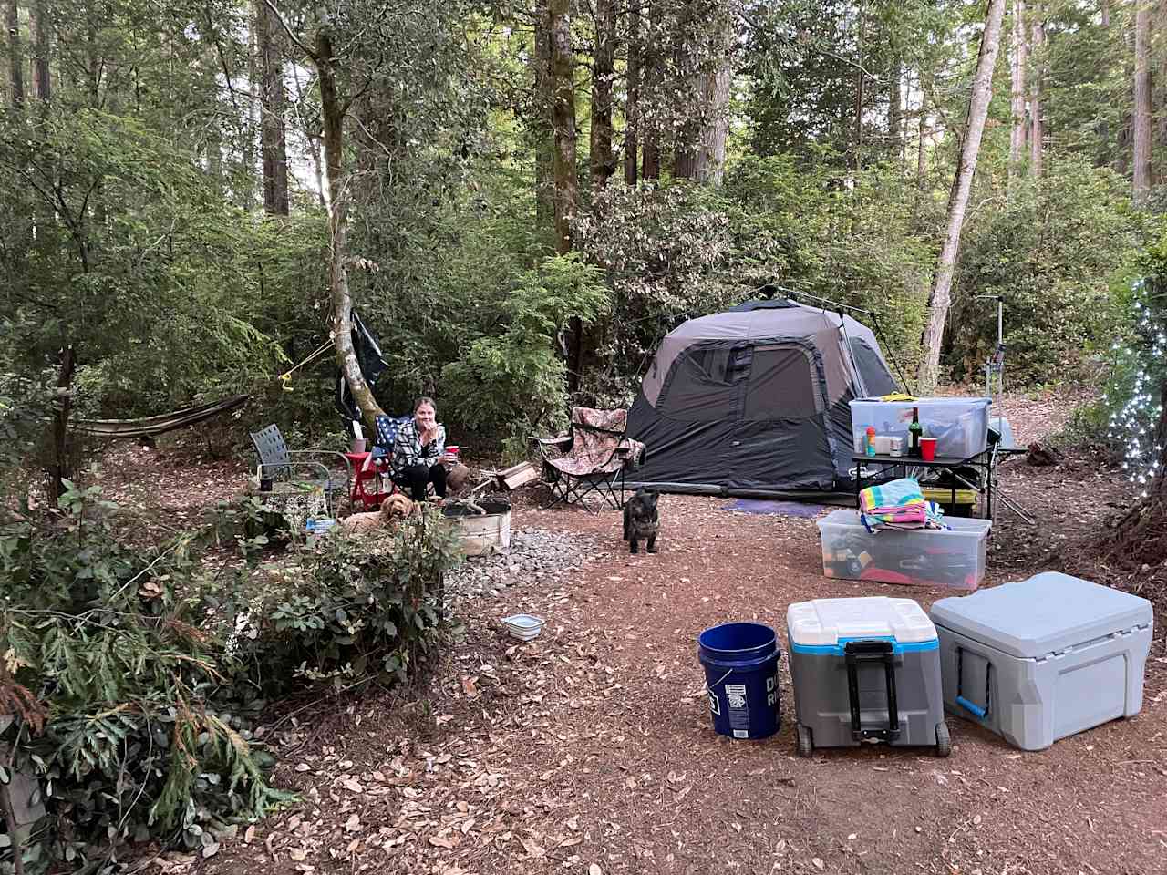 Redwood Forest Raven Haven