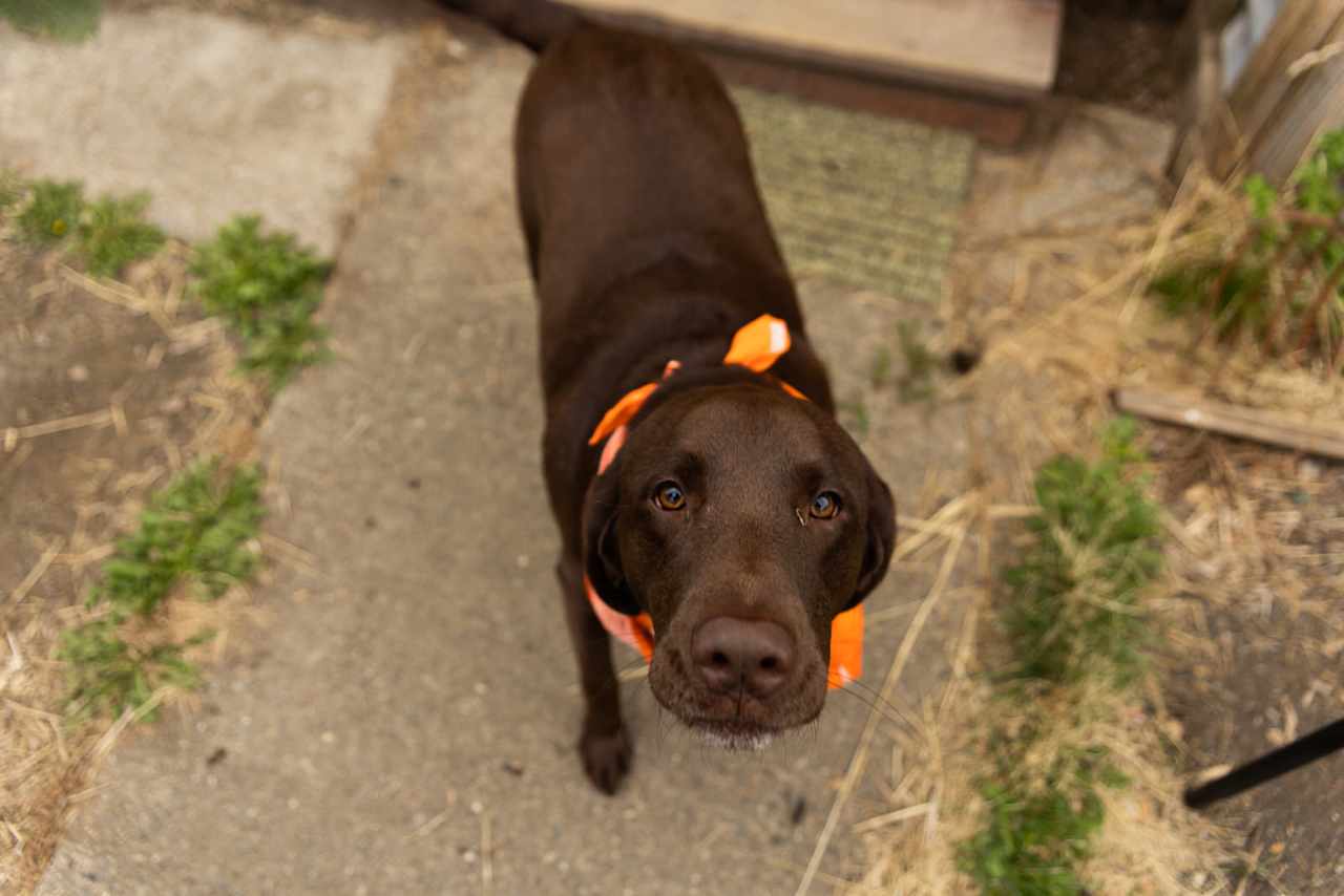 Meet Daisy, a super friendly pup who loves to say hello!