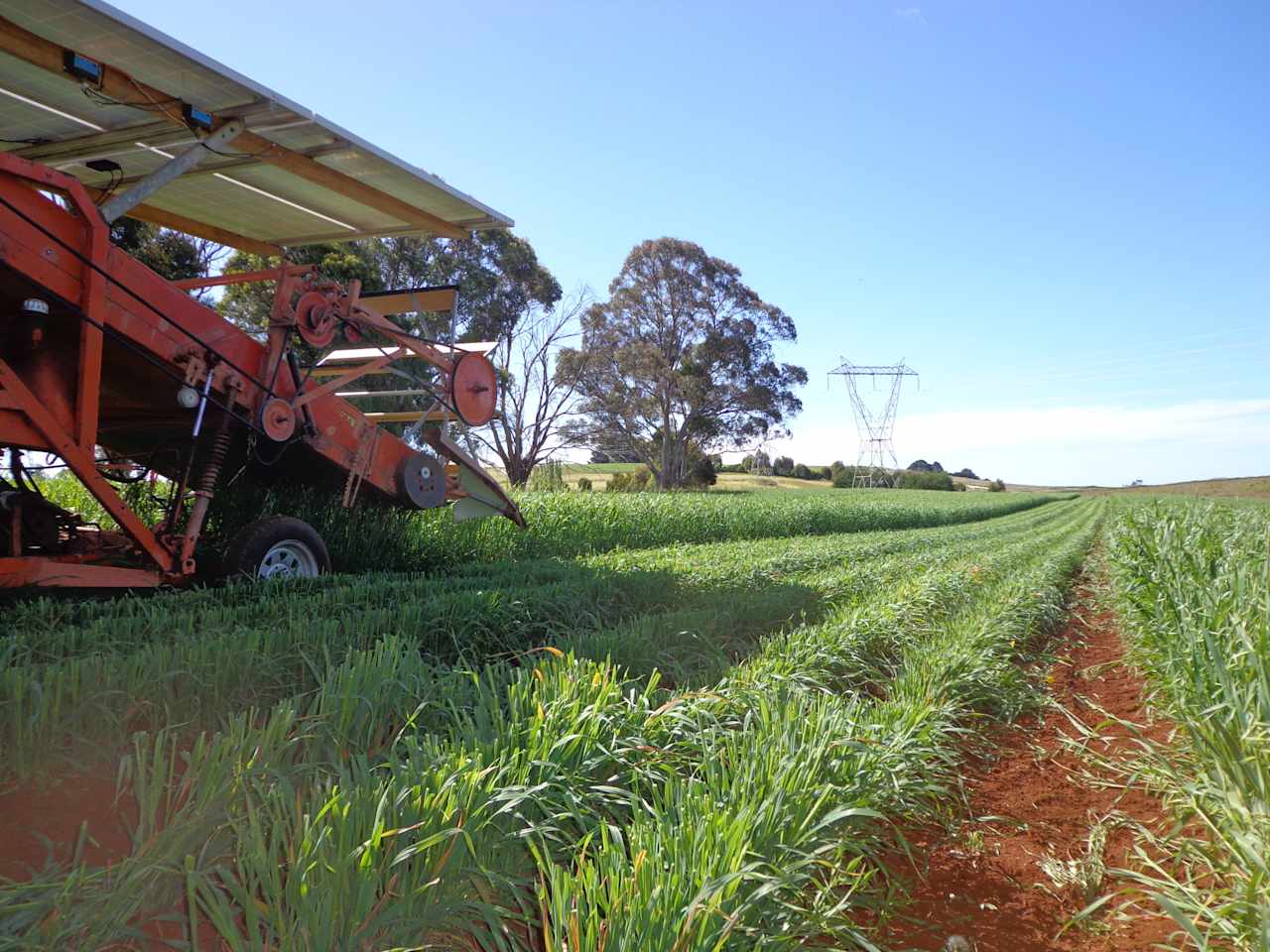 harvesting oats