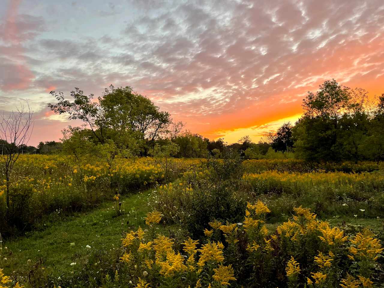 This scene from "Bunny Borrow" (parking area) at sunset really got my attention. Pic was taken with my mobile phone, no filter, and is unaltered. Goldenrods bloom late Aug. - early Sept. For Hay fever sufferers: please come prepared.