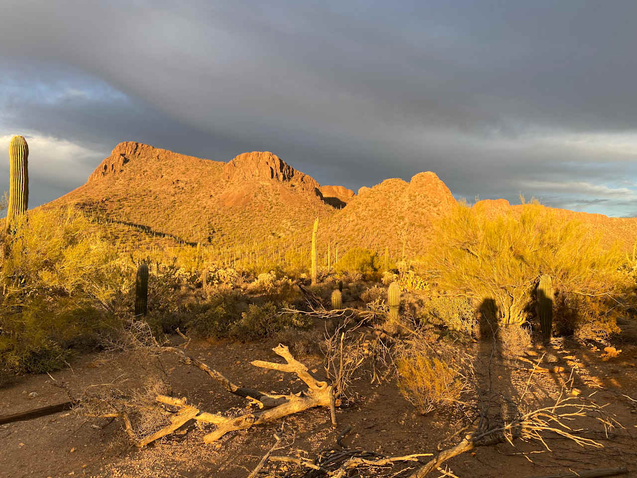 Sonoran Desert Oasis