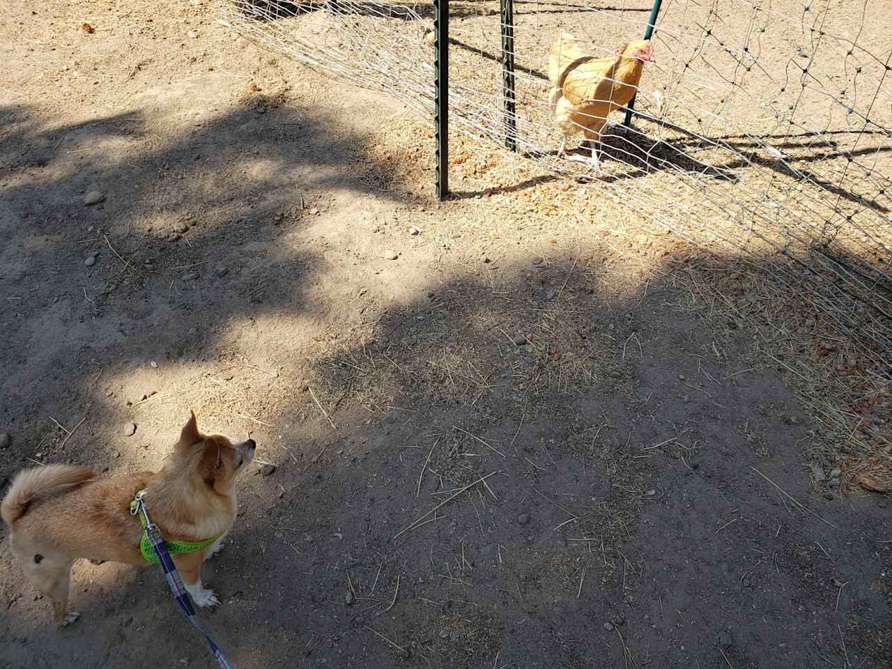 Chihuahua meeting chickens