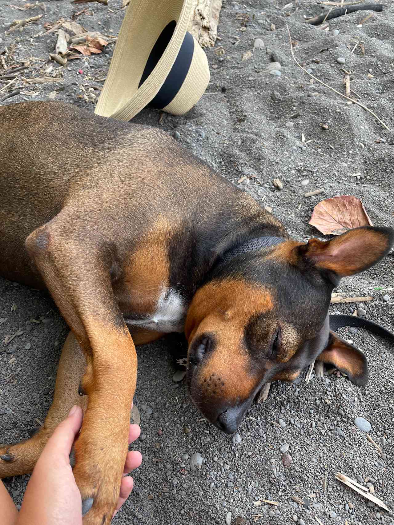 Olena loves to cuddle and she's also a great guard dog for the property.