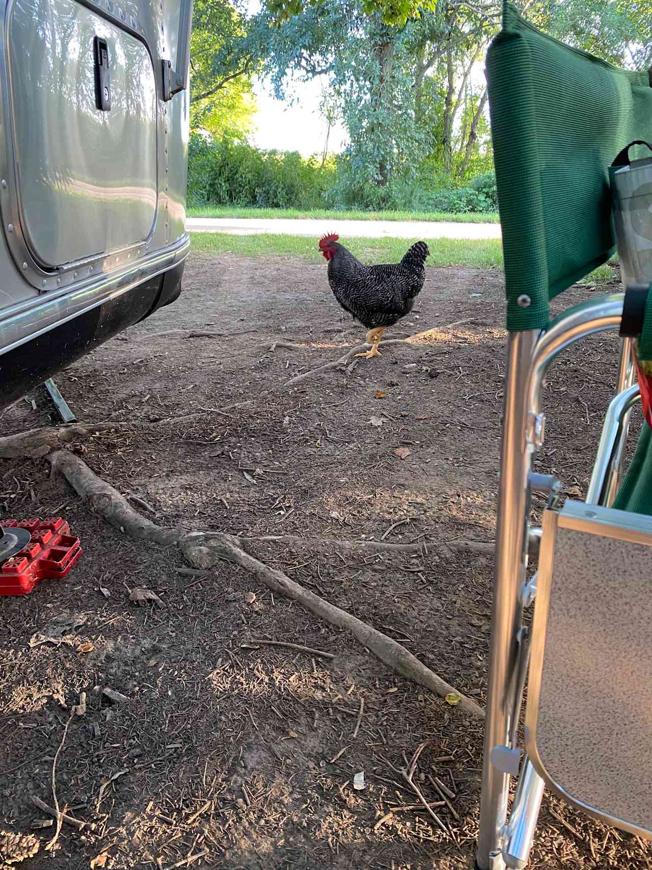 Camping with Unruly Goats