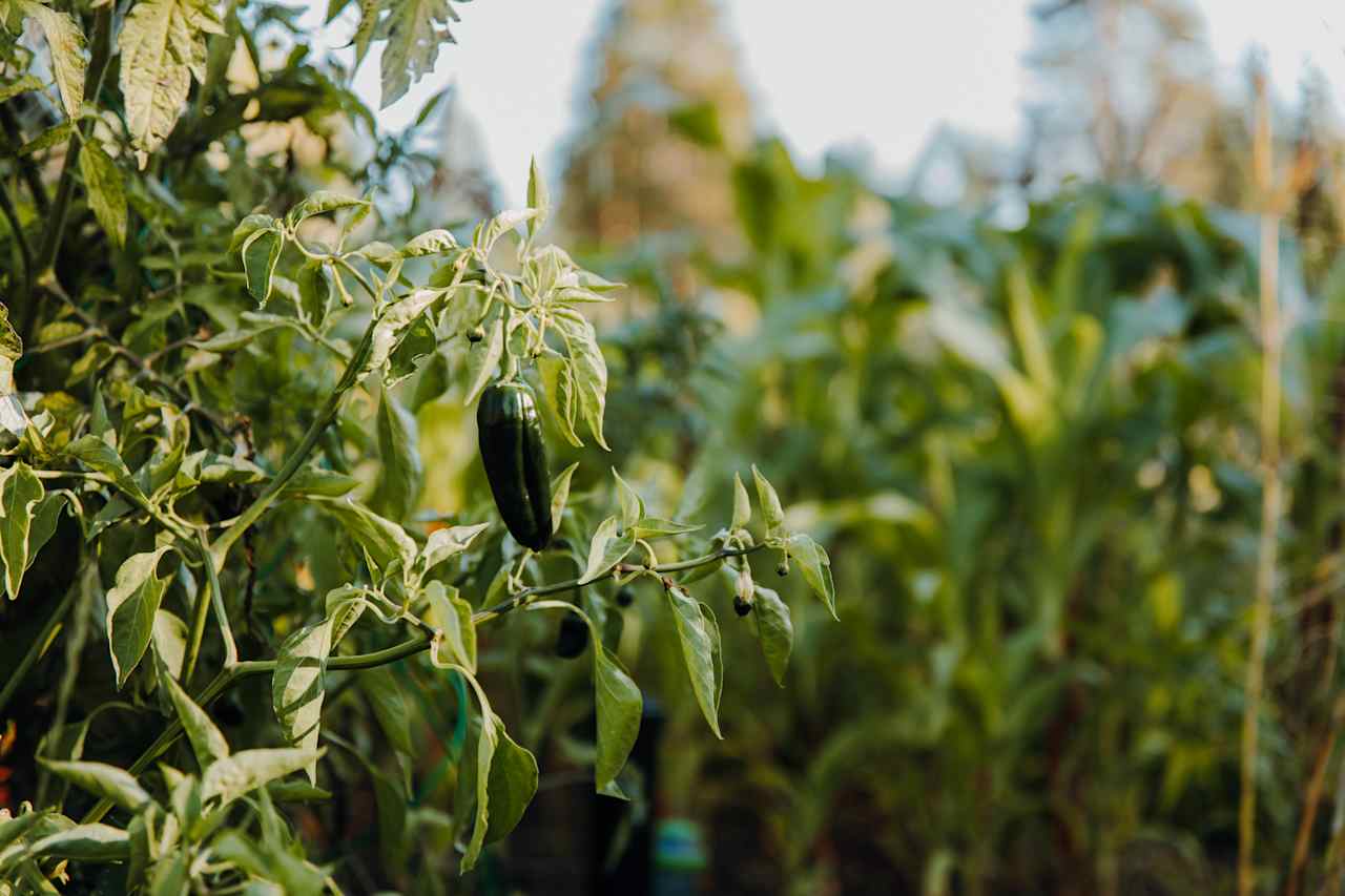 Their vegetable garden had tomatoes and peppers growing!