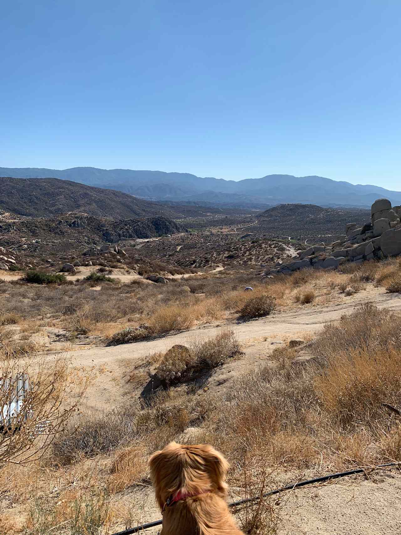 Desert Dreamland