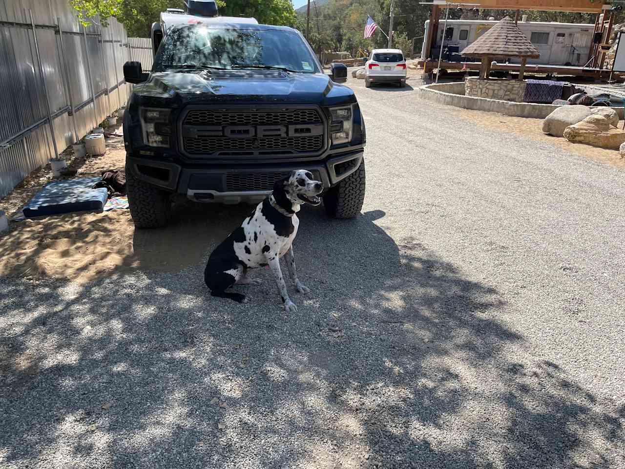 Big Dog friendly! 