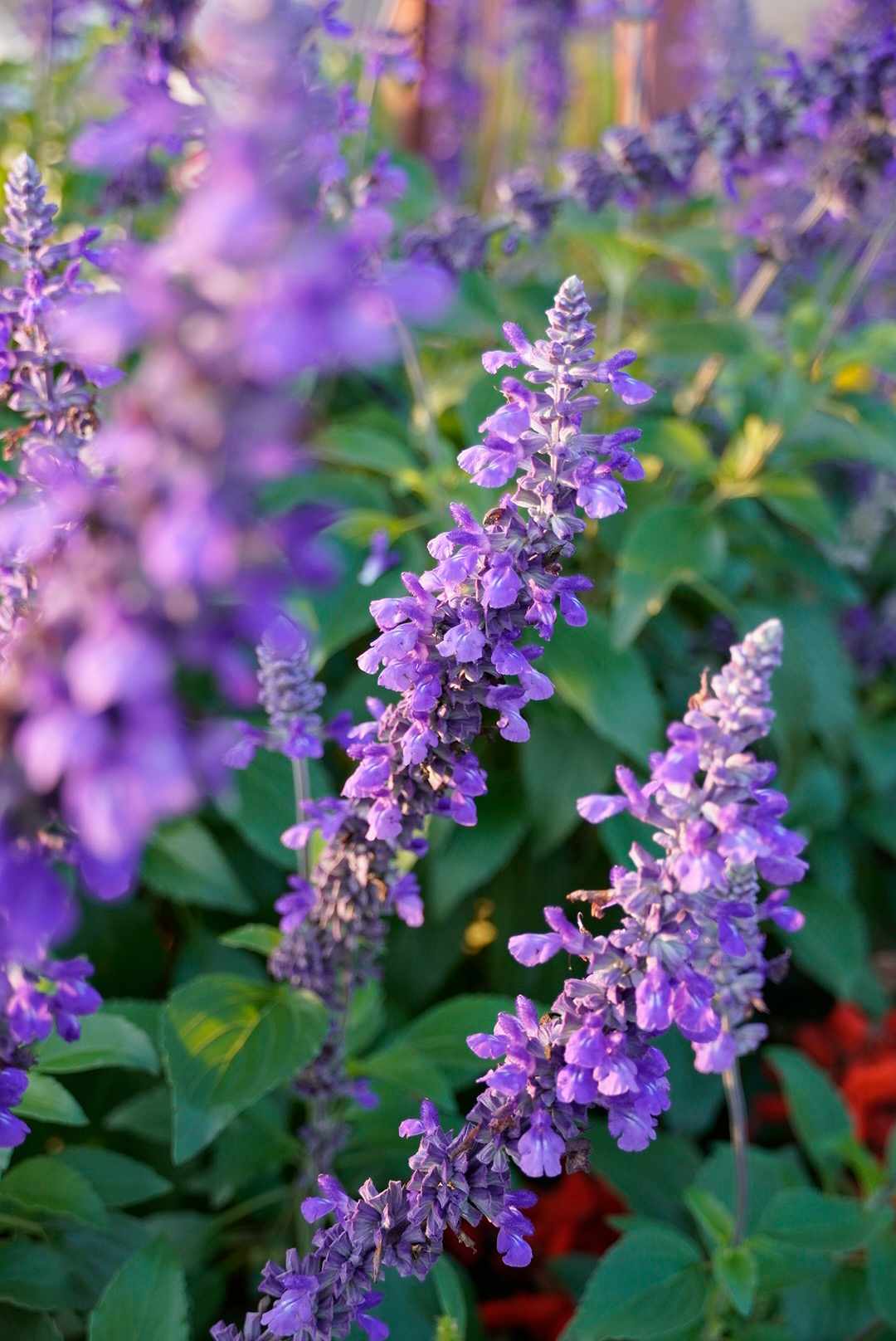 Some beautiful flowers on the property.