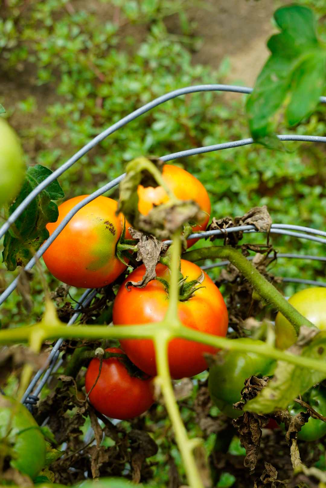 John and Terry have their own garden which is very thoughtful and very tasty!