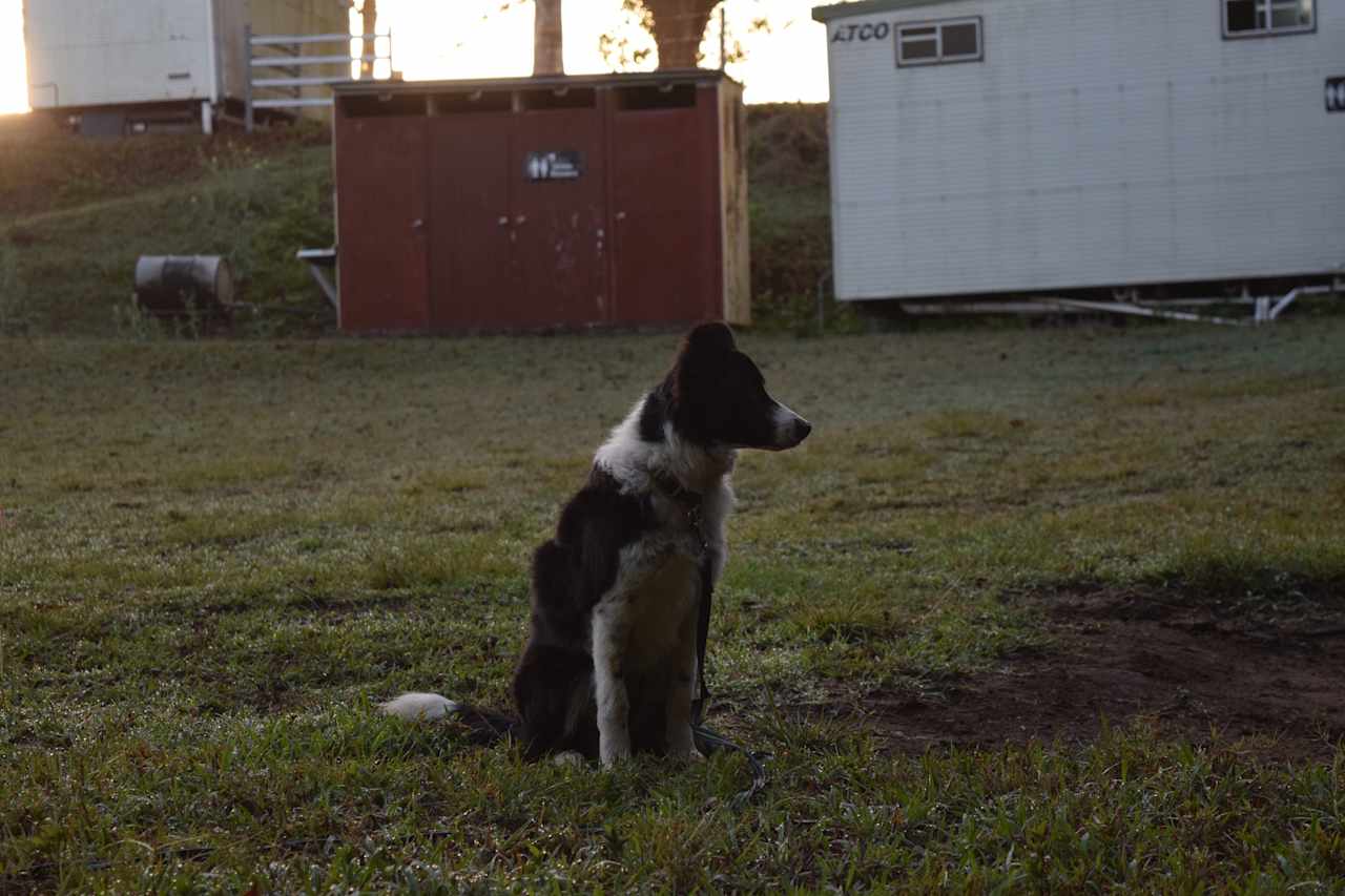 Cattle Camp, Sarina, QLD