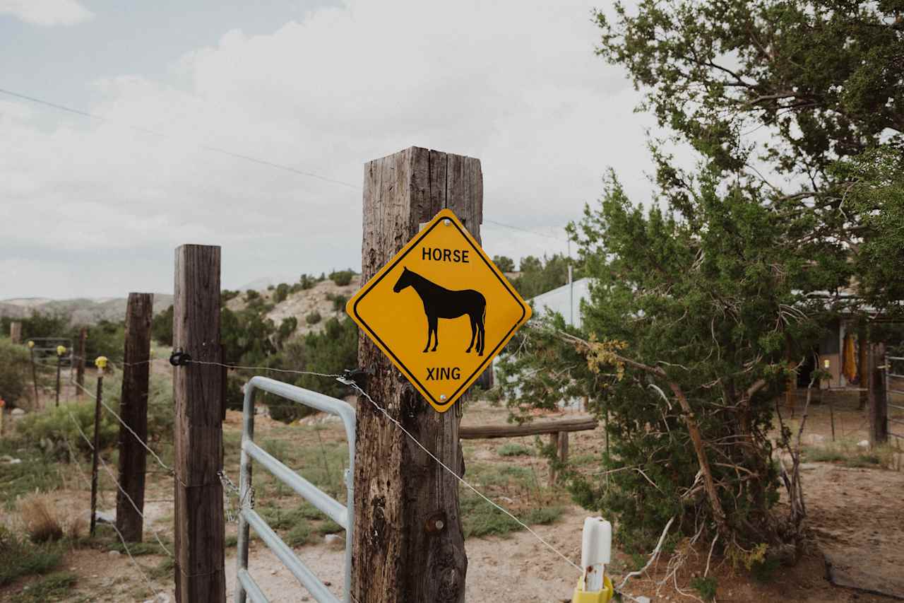 Meet Moose and Spirit, residents of the land on which the hogan rests. 