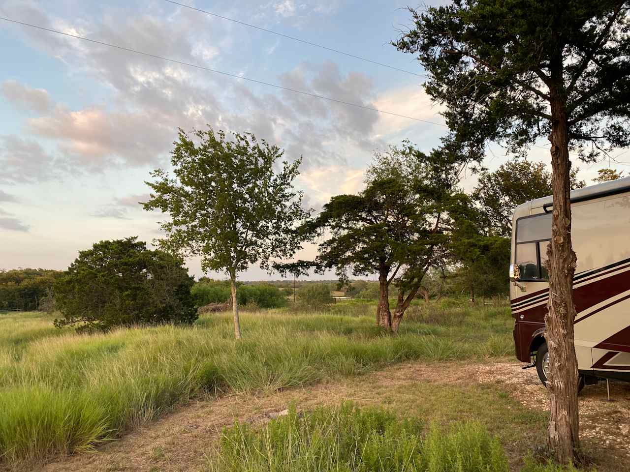 Native Texas Forest