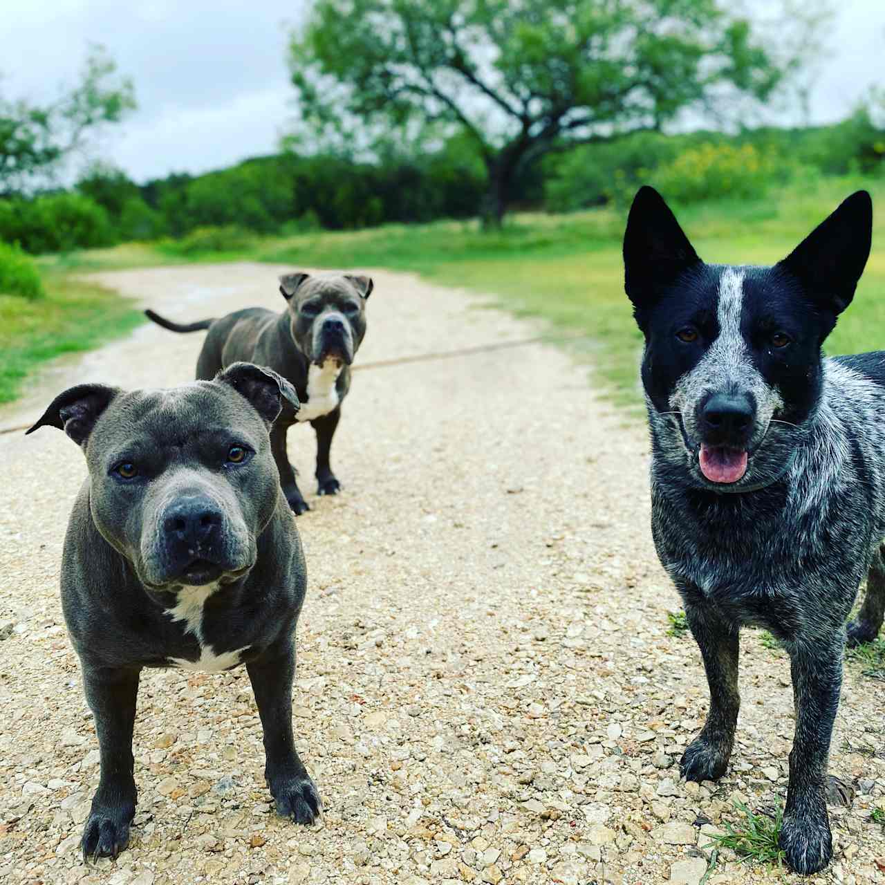 Our welcoming committee, Pearl, Saint and Bonnet; are great with other dogs and kids. 