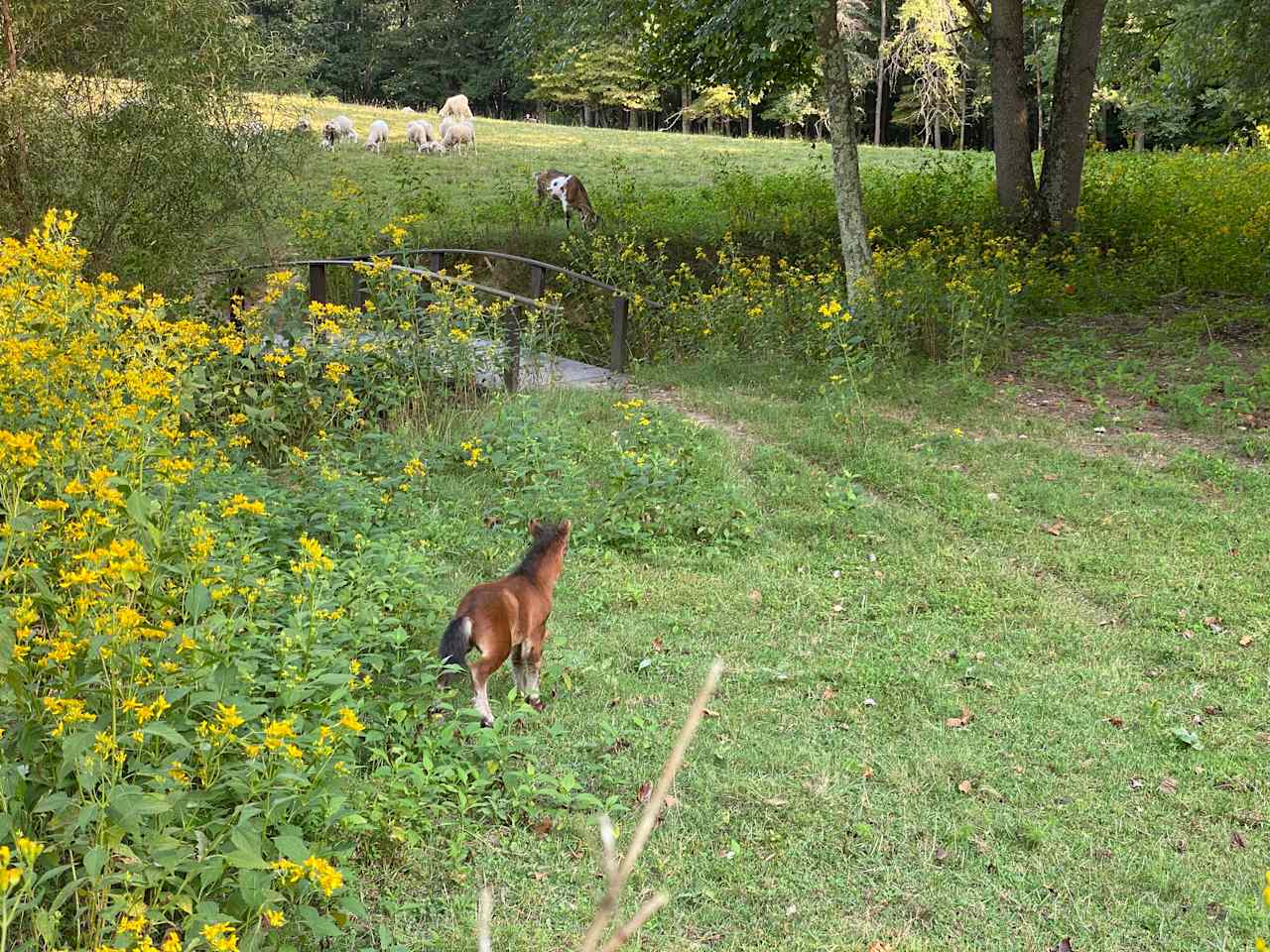 Brookhaven Mill Farm