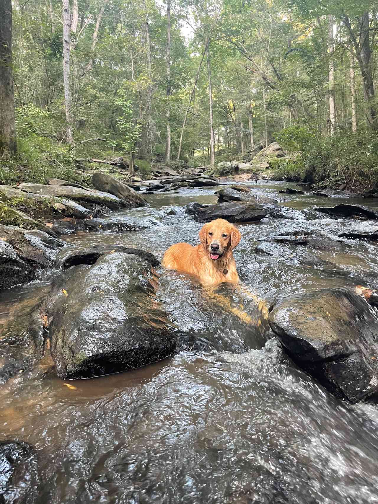 Serenity camping