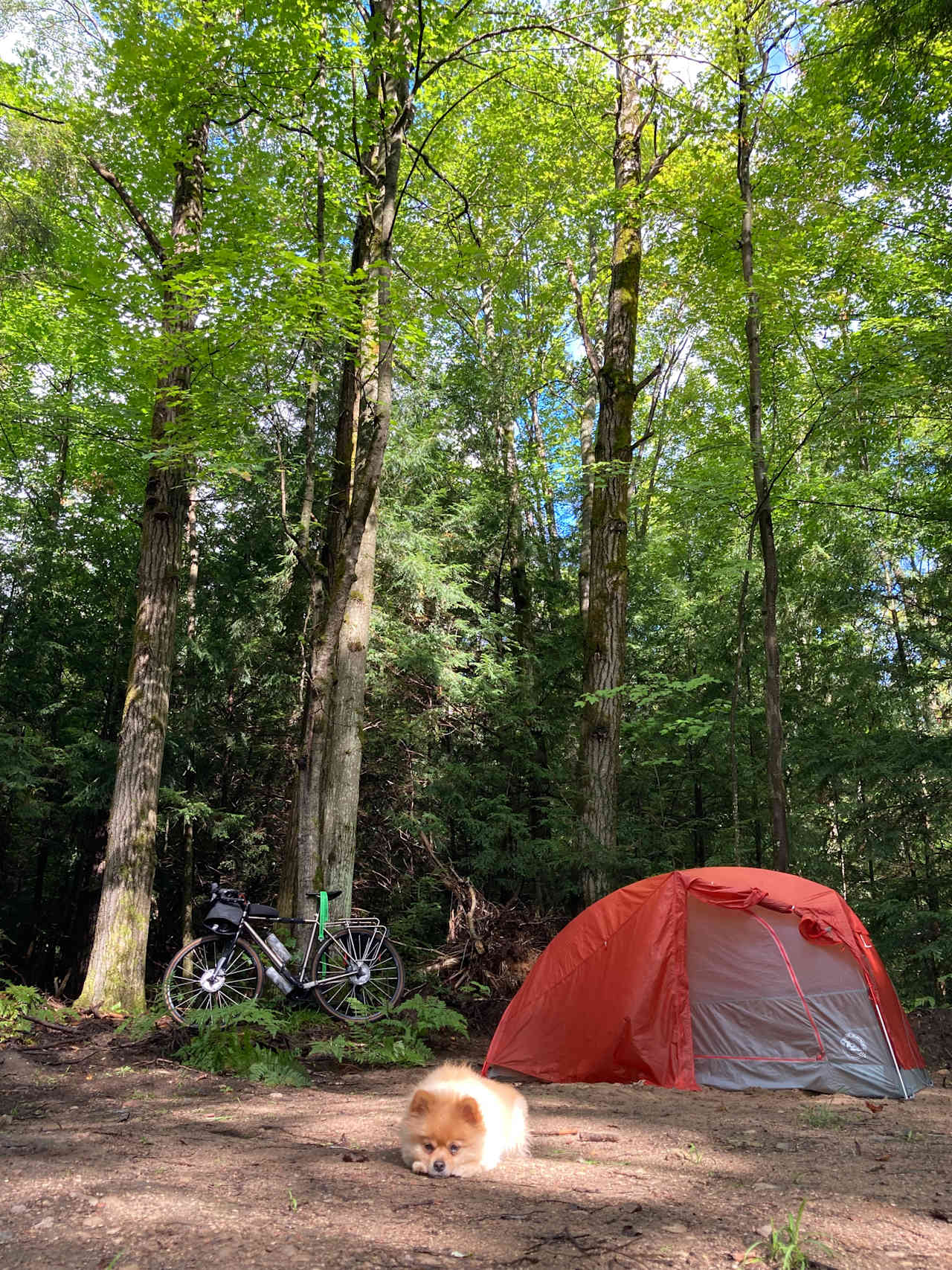 Cedar Creek Forest Camping