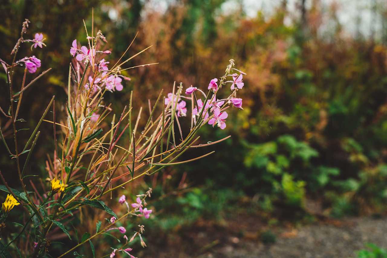 Wildflowers surrounding the sites.