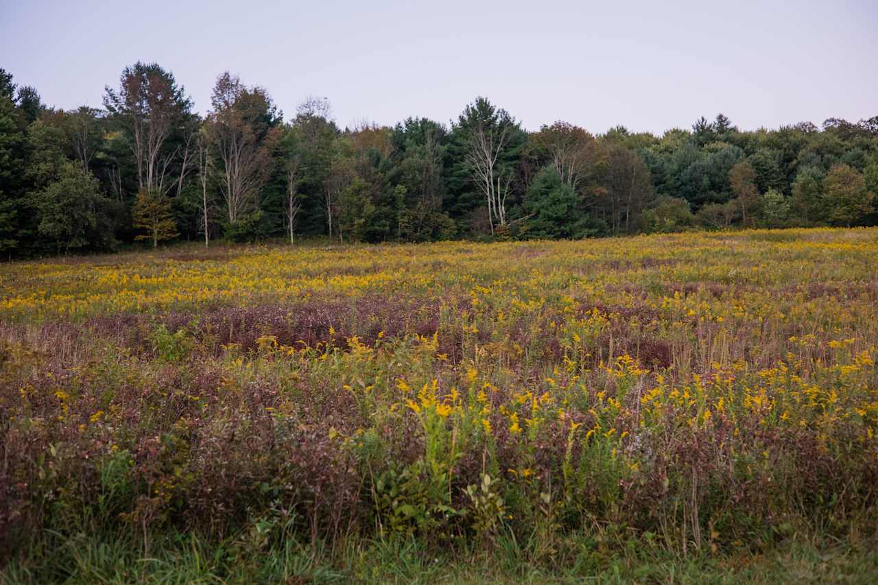 there were wildflowers everywhere!