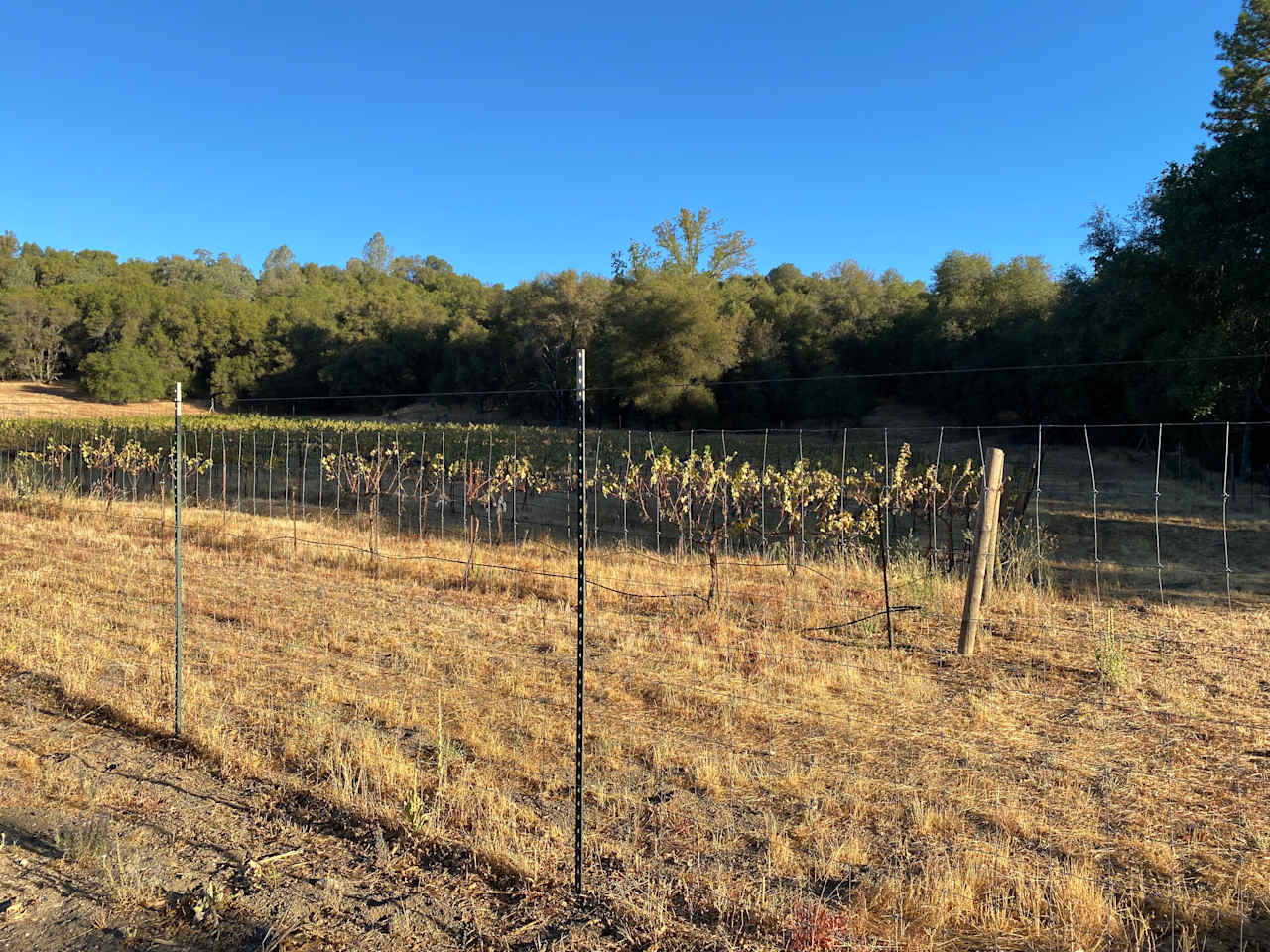 One side of the Vineyard located at the back of our site