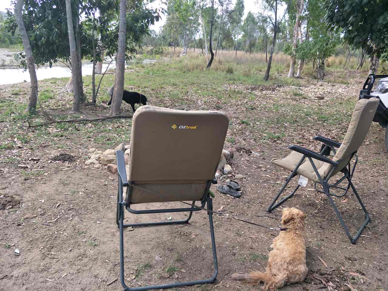 Dogs enjoying the creek & camp