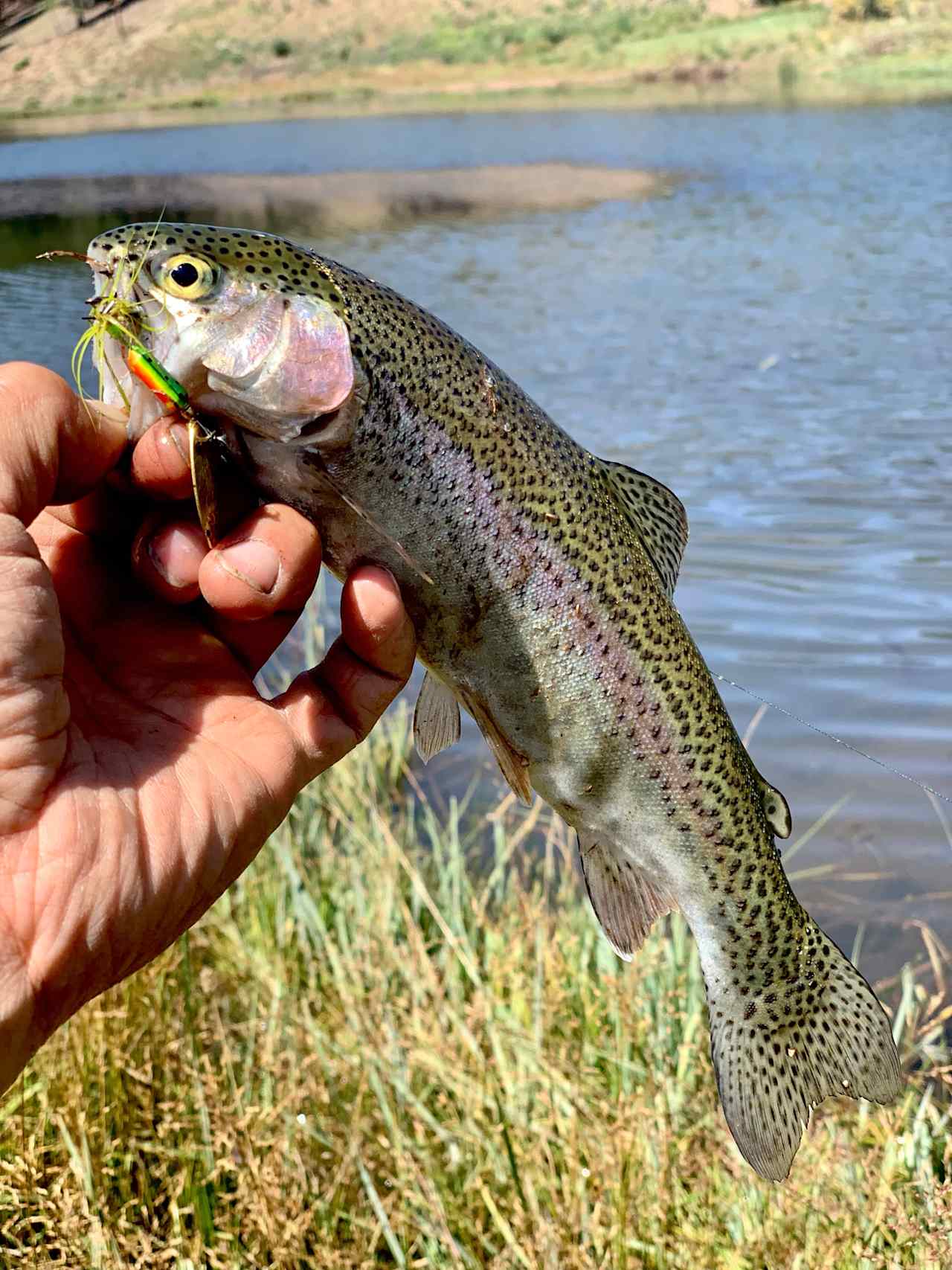 Rainbow trout caught on the campground pond. 