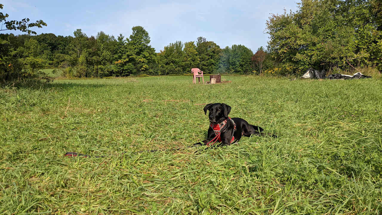 Happy dog!