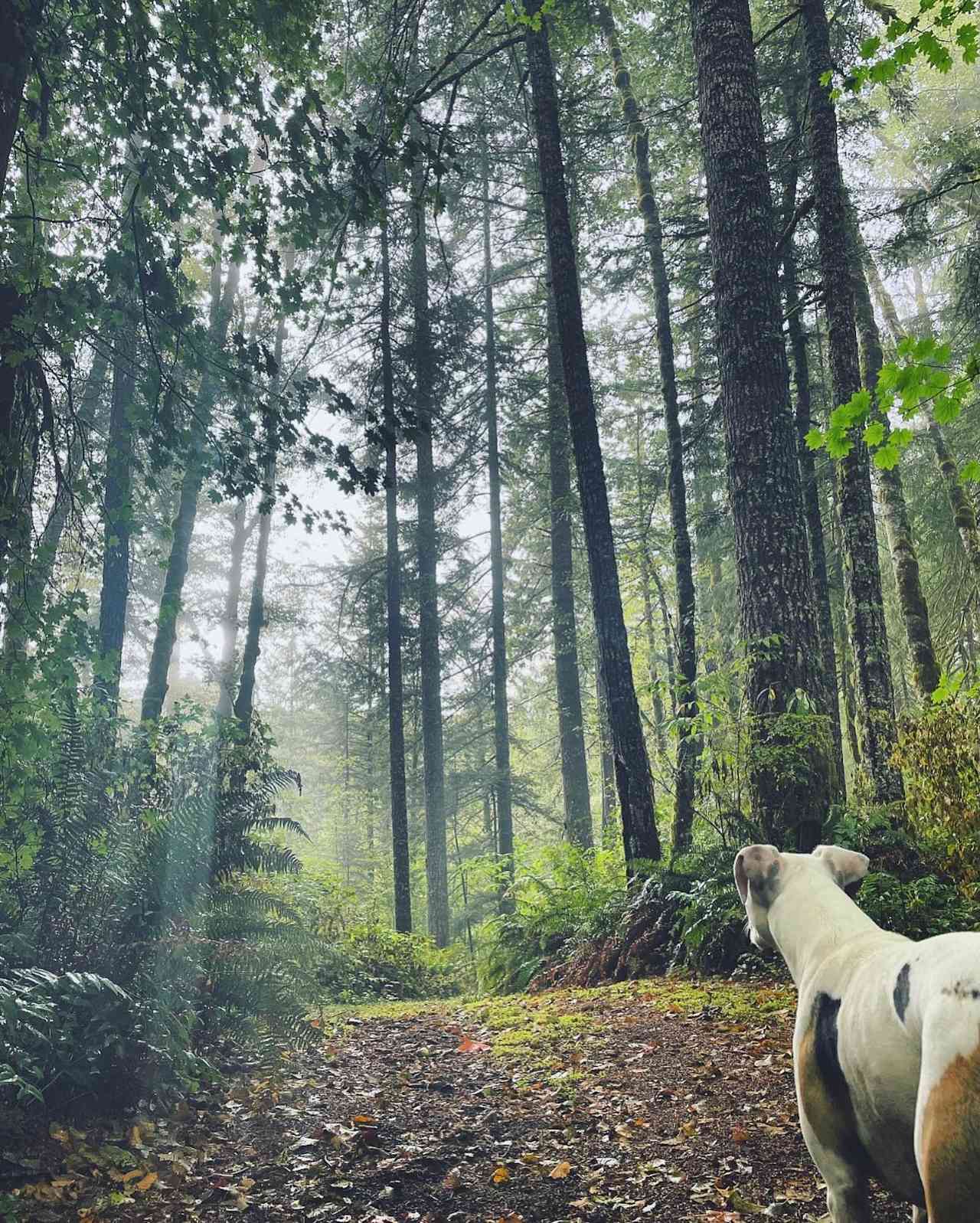 Explore almost 2 miles of hiking trails all over the property (and see if you can find the Mt. Hood lookout) :)