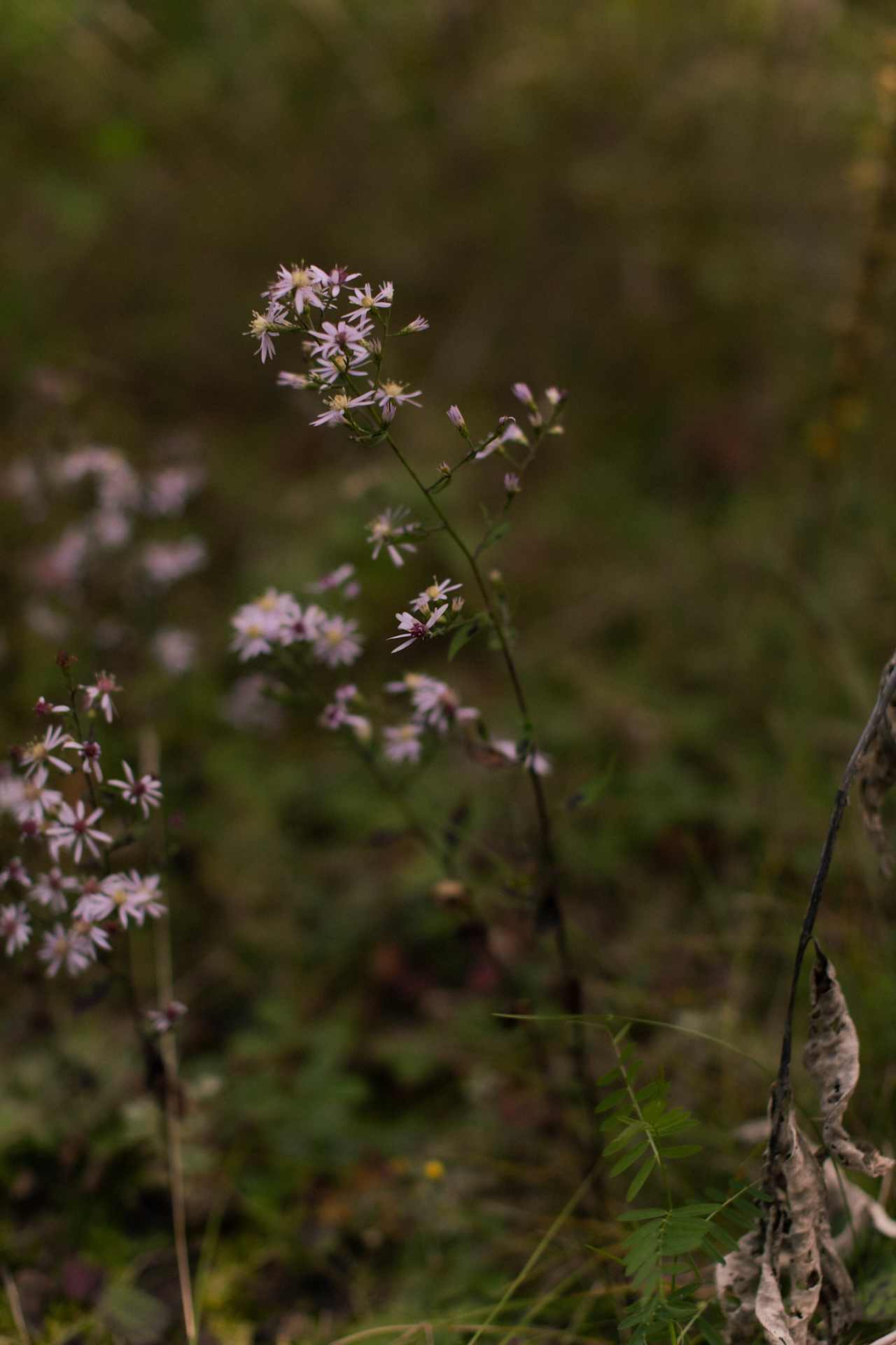 Lisa maintains her property beautifully and it's a treat to wander around slowly and observe all the little details and pretty plant growth.