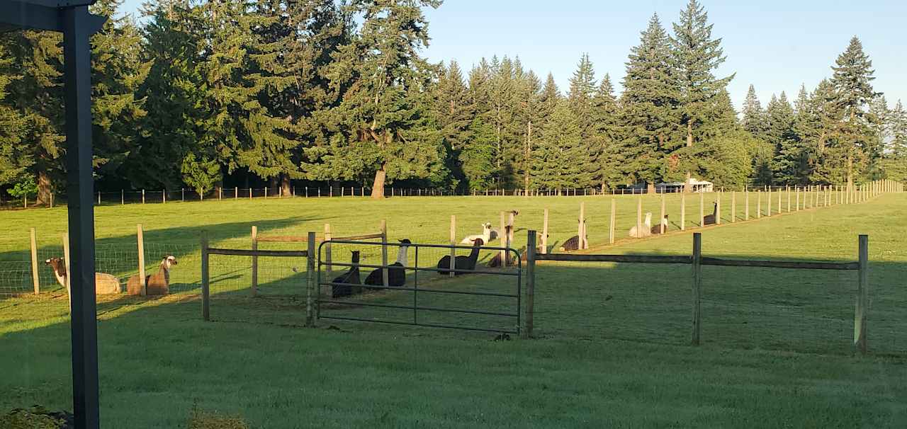 Camping with Llamas!