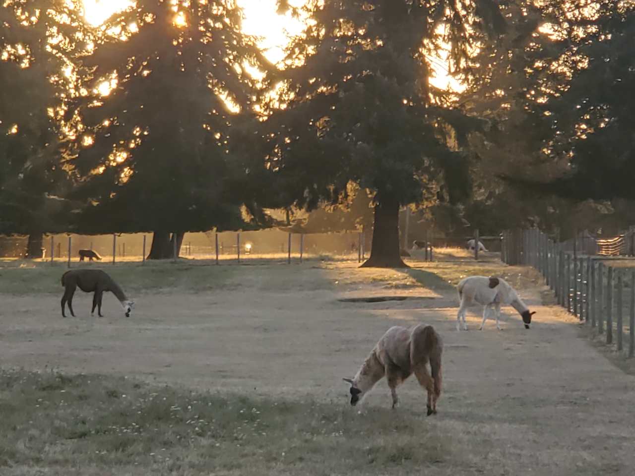 Camping with Llamas!