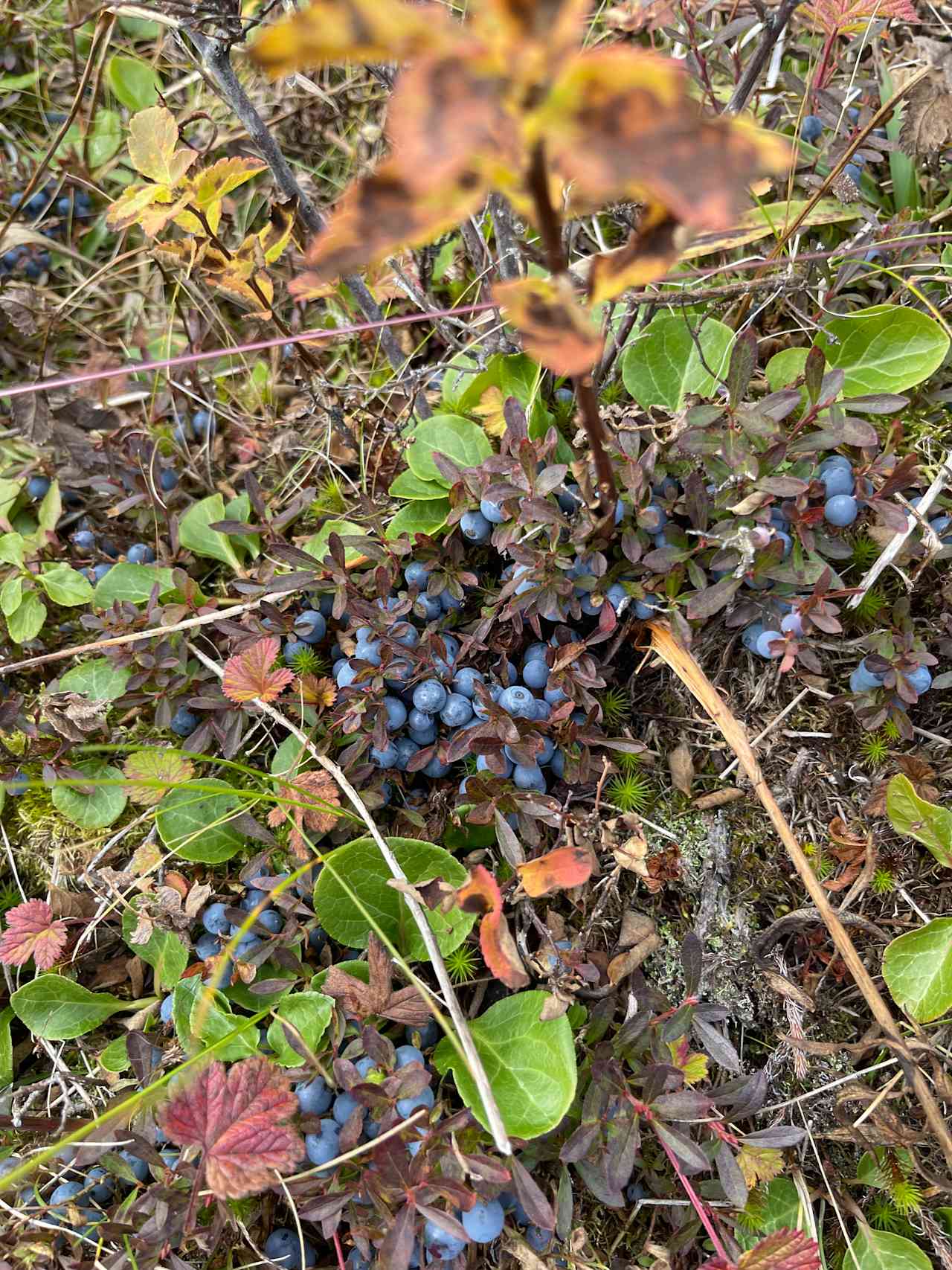 Bridge Creek BOG