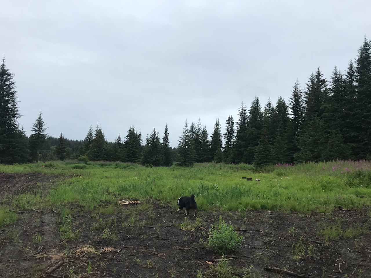 Bridge Creek BOG