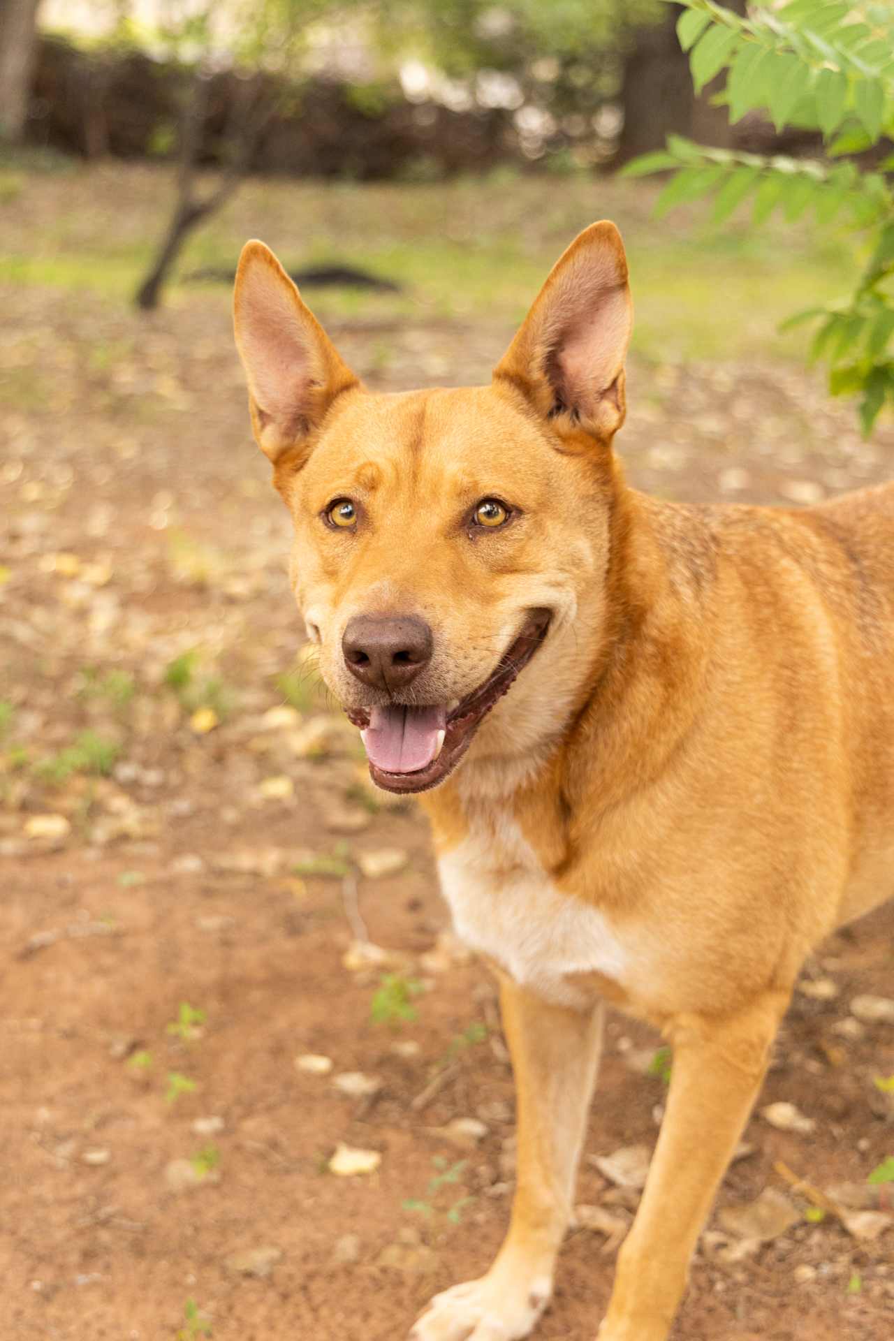 This is buddy! such a kind and cute member of the property!