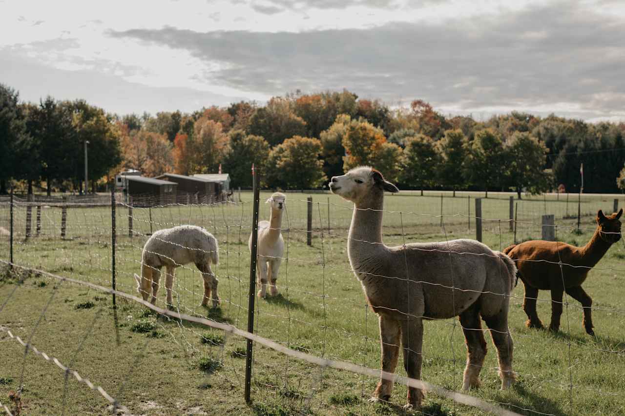 Some of the male alpacas greeting us as we passed on by.